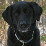 Profile Picture of Debbie Treadwell Hart (@hemlocksandlily) on Instagram