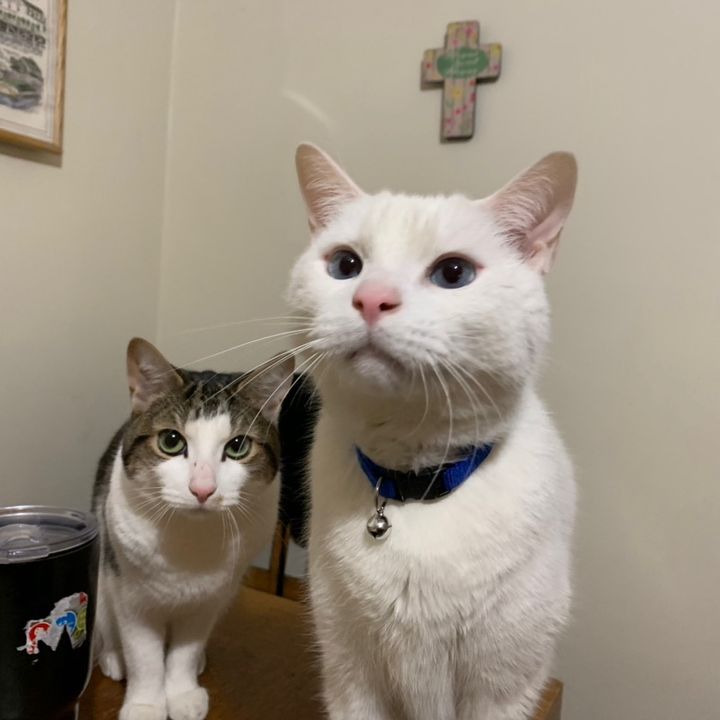 Profile Picture of Milo & Derpy (@milo.derpy) on Tiktok