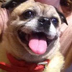 Profile Picture of April Skipper (@april_needs_walkies) on Instagram