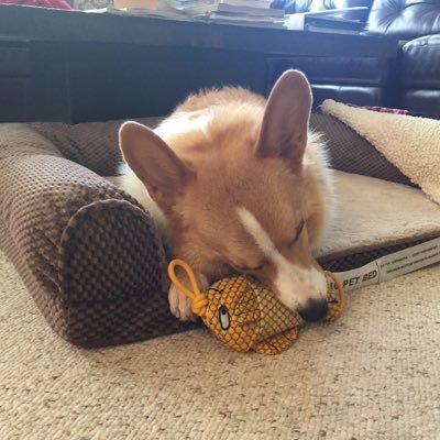 Profile Picture of Andrei Radulescu (@DreradRadulescu) on Twitter