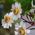 Profile Picture of Maria Liuzza (@marialiuzza) on Instagram