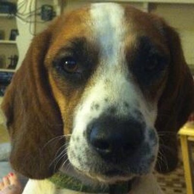 Profile Picture of David Hackler (@BeagleDogFA) on Twitter