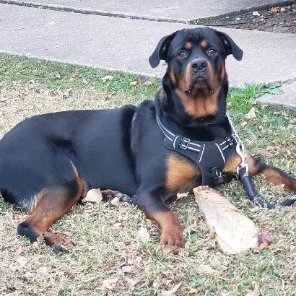 Profile Picture of Howard D Randolph (@HowardDRandolp1) on Twitter