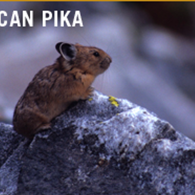 Profile Picture of Peter Callen (@PwCallen) on Twitter