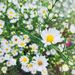 Profile Picture of Tabby Rose (@rosetab2012) on Pinterest