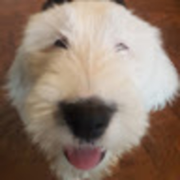 Profile Picture of Jeremiah Wolf (@jeremiah_wolf) on Poshmark