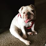 Profile Picture of Roscoe Clarke (@bulldogbuddy_roscoe) on Instagram
