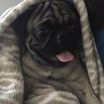 Profile Picture of Benito Aguilar Esquer (@benitoelpug) on Instagram