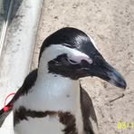 Profile Picture of Joseph A. Golnek (@golnekjoseph) on Facebook