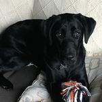 Profile Picture of Julie Shields (@kinderjulie8) on Instagram