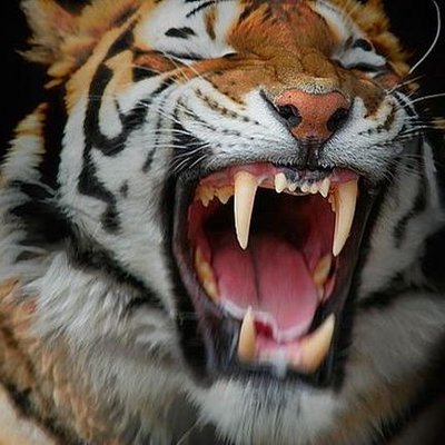 Profile Picture of Lowdown (@Eugene_V_Holmes) on Twitter