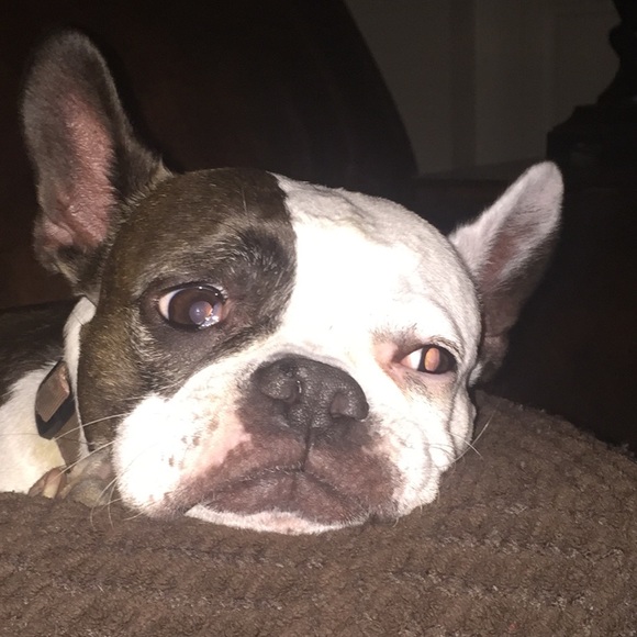 Profile Picture of Carey Delucca (@mommad33) on Poshmark