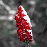 Alan Thornlimb - Instagram Profile Picture of Alan Thornlimb (@altauto) on Instagram