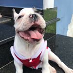 Profile Picture of Barry Silva_Bulldog 🇫🇷 (@dogbarrys) on Instagram