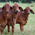 Profile Picture of Matthew Soli (@Matthew-Soli) on Facebook