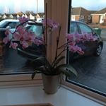 Profile Picture of Janet Bone (@bone3252) on Instagram