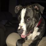 Profile Picture of brutus (@brutusnewbill) on Instagram