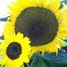 Profile Picture of Patty Travis (@ptravis3) on Pinterest