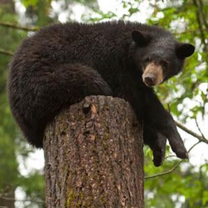 Profile Picture of Nicolas Walcott252 (@nicolaswalcott252) on Tiktok