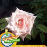 Profile Picture of Christopher Charles (@christopher.charles.1422409) on Instagram