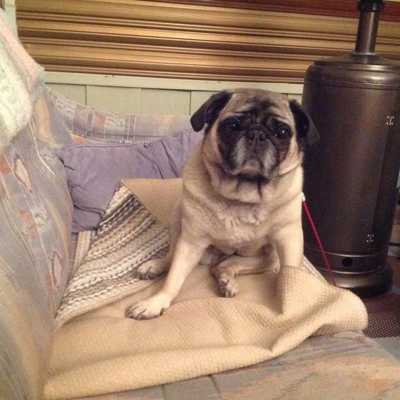 Lorri lj Slater - Poshmark Profile Picture of Lorri lj Slater (@fatgirl08) on Poshmark