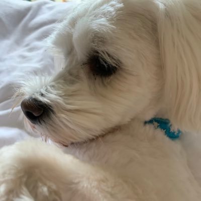 Profile Picture of Vikki Knight (@VikkiKn57736381) on Twitter