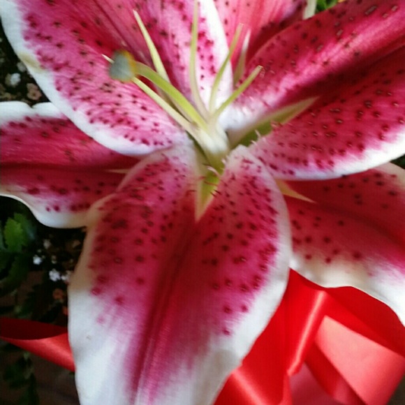 Profile Picture of Kikue Higuchi (@brat5150) on Poshmark