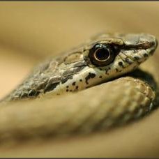 Profile Picture of Joe Lau (@joelau25763936) on Twitter