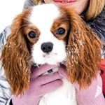 Profile Picture of Cavalier King Charles Spaniel (@cavalier.peachy) on Instagram