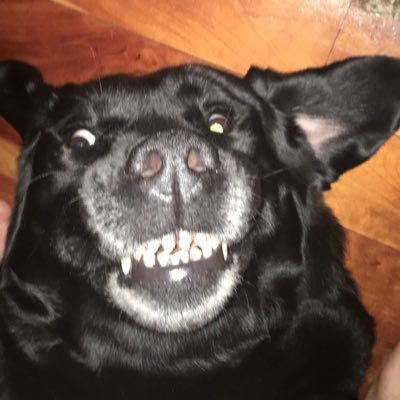 Profile Picture of Nick Reichert (@NickReichert4) on Twitter