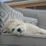 Profile Picture of Addie Schmidt (@addie.thecavi) on Instagram