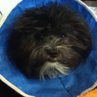 Profile Picture of Andrew Kosche (@andrew_kosche) on Twitter