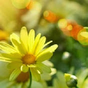 Profile Picture of Daisy Flower (@daisyflower3797) on Youtube