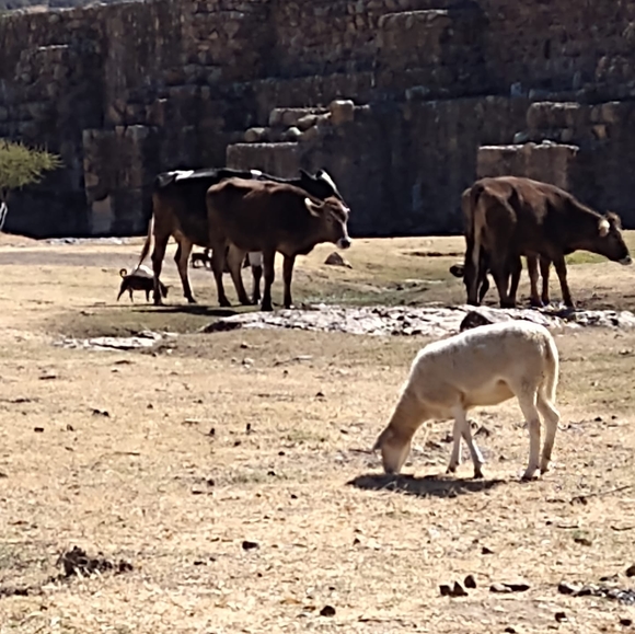 Kelly Paz - Poshmark Profile Picture of Kelly Paz (@paz_kelly) on Poshmark