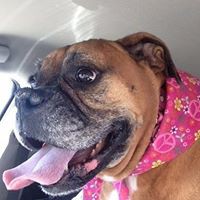 Profile Picture of Trudi Tanner Krauss (@trudi-tanner-krauss) on Quora