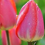 Profile Picture of Shazia Hashmi (@shazia3775) on Instagram