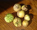 Profile Picture of Tomatilloon Wikipedia