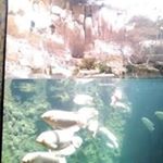 Profile Picture of Arce Benny (@arcebenny) on Instagram