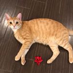 Profile Picture of Nancy (@nancylovesorangecat) on Instagram