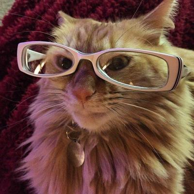 Profile Picture of Jennifer Wright (@wrighton) on Twitter