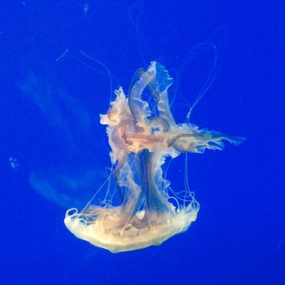 Profile Picture of Elijah Steele (@ElijahSteele_) on Twitter