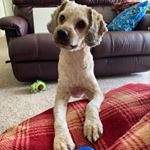 Profile Picture of Winston (@winston.browning) on Instagram