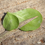 Profile Picture of Naama Ym (@naama) on Flickr