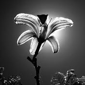 Profile Picture of Casey Gilliam (@Ms21stCentury) on Youtube