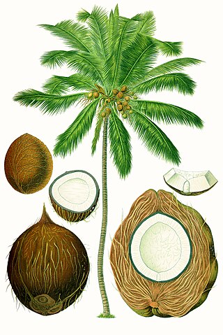 Profile Picture of Coconuton Wikipedia