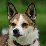 Profile Picture of Gunn Tove Ormset (@Kennel Vingheia) on Flickr