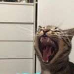 Profile Picture of ruby stark spam (@notliketonystark) on Instagram