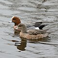 Profile Picture of Wigeon - Wikipediaon Wikipedia