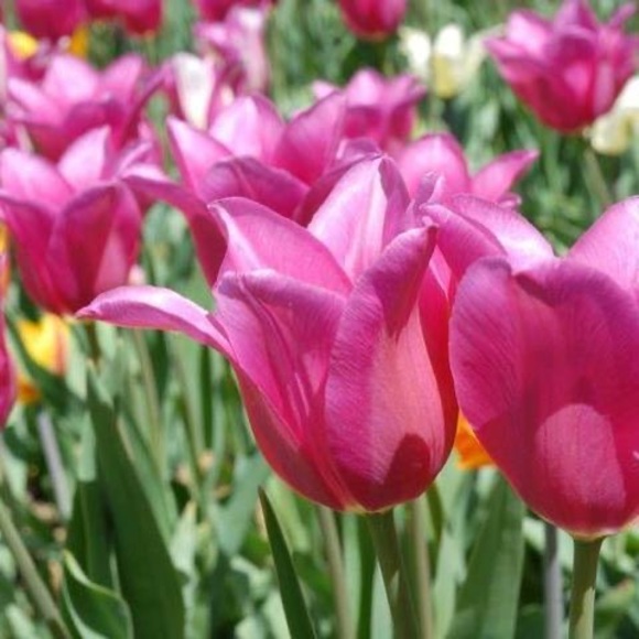 Profile Picture of Loralie Ness (@annie_nanners) on Poshmark