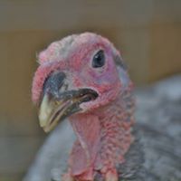 Profile Picture of Jason Remley (@aquaquieta) on Pinterest